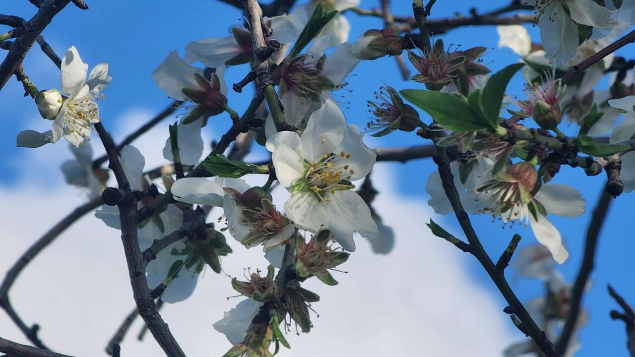 Datça’da “Altın” Ödüllü “ Badem Kırma Yarışması 8